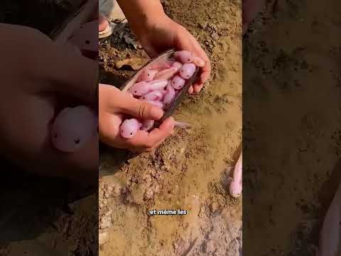 Image YouTube