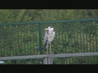 Promenade en Seine et Marne (voitures anciennes seine et marne)
