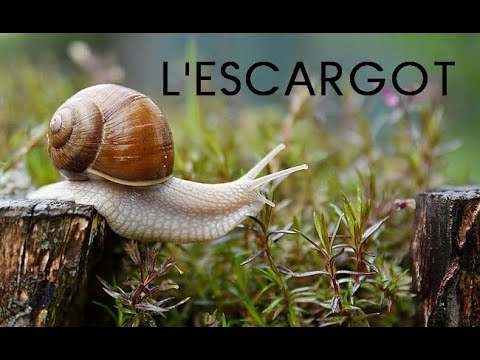 Image YouTube