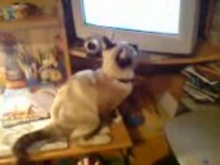 Dailymotion (circuit linas): lina