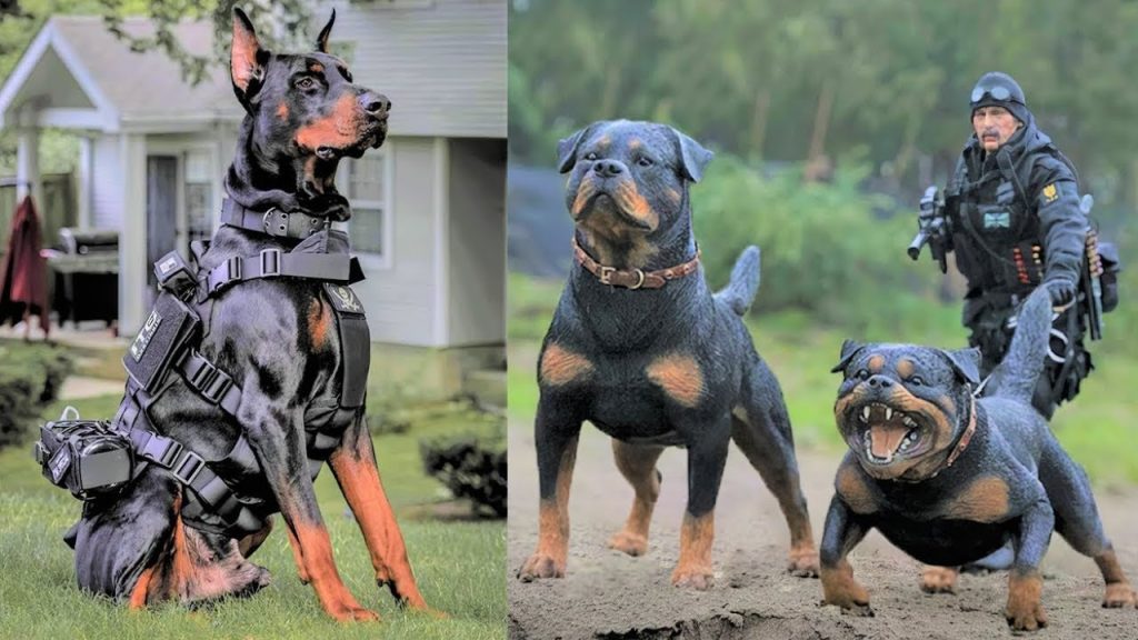 Les 15 Meilleures Races de Chiens Militaires (Youtube)
