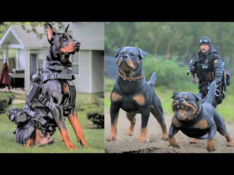Image YouTube