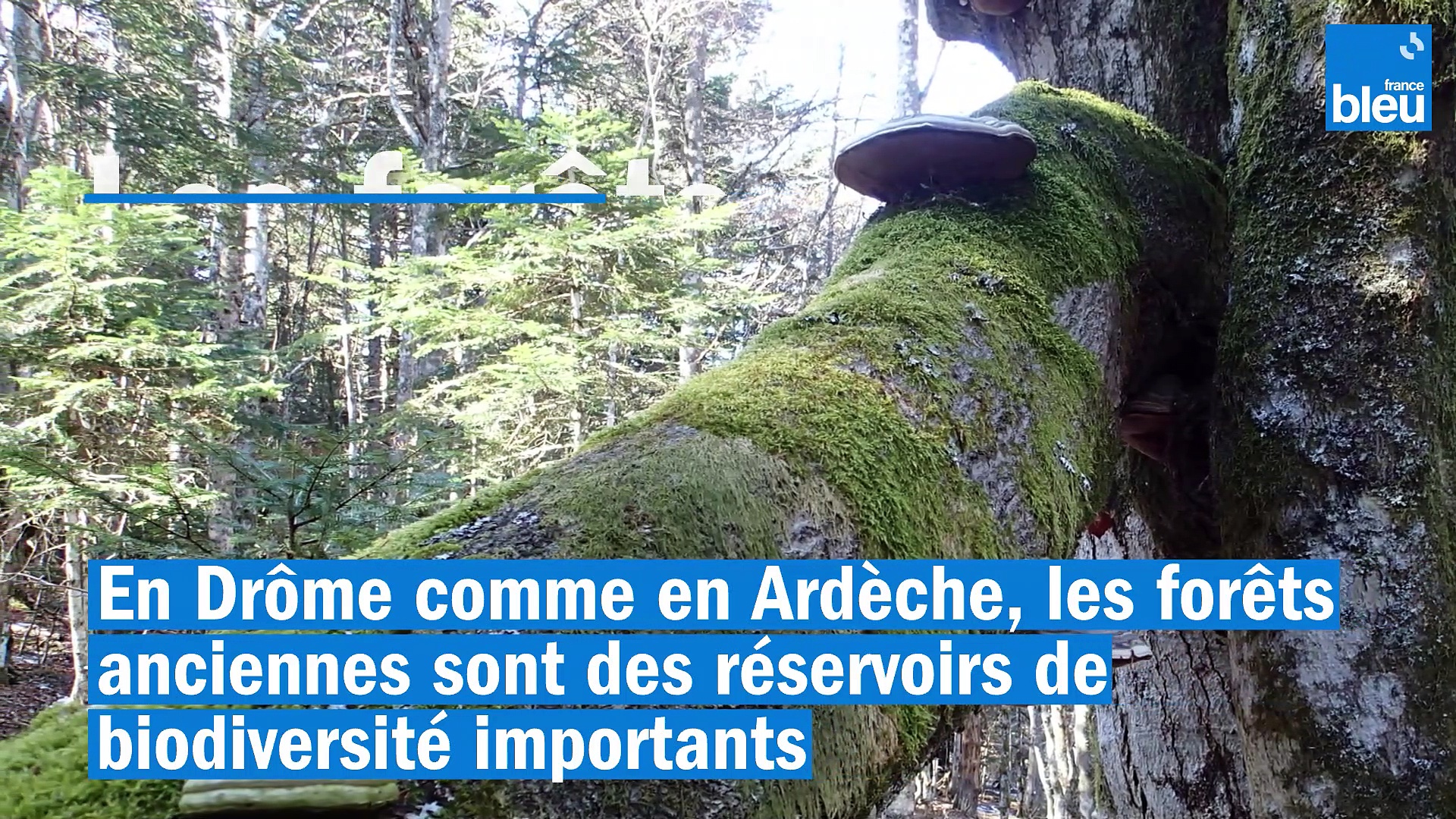 Vimeo Les forêts anciennes _reservoirs_de_biodiversite_