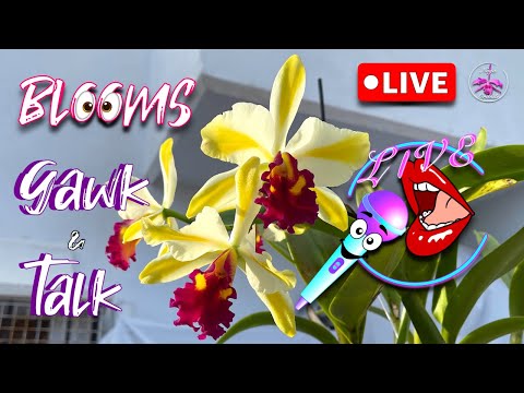 Image YouTube