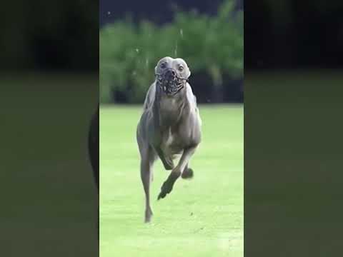 Image YouTube