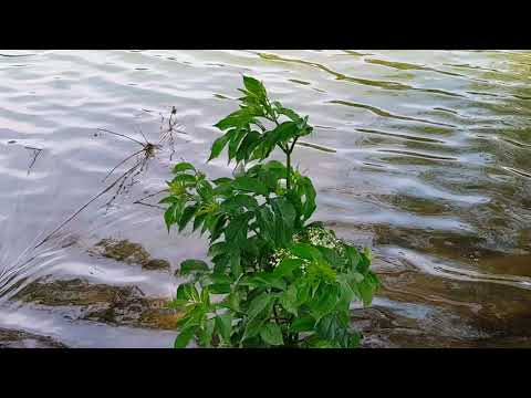Image Youtube