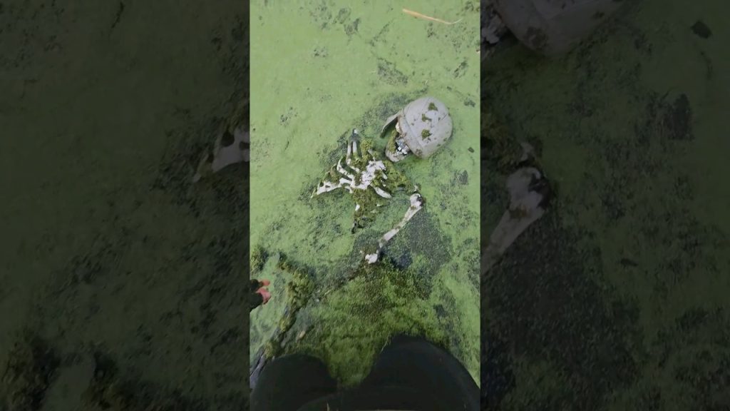 JE TROUVE UN SQUELETTE.. #urbex (Voitures anciennes seine et marne)