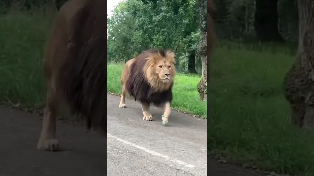 Voici un lion qui passe devant  les voitures tranquille (Livre voitures anciennes)