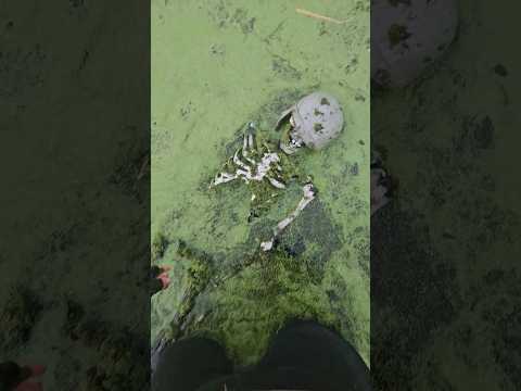 Image YouTube