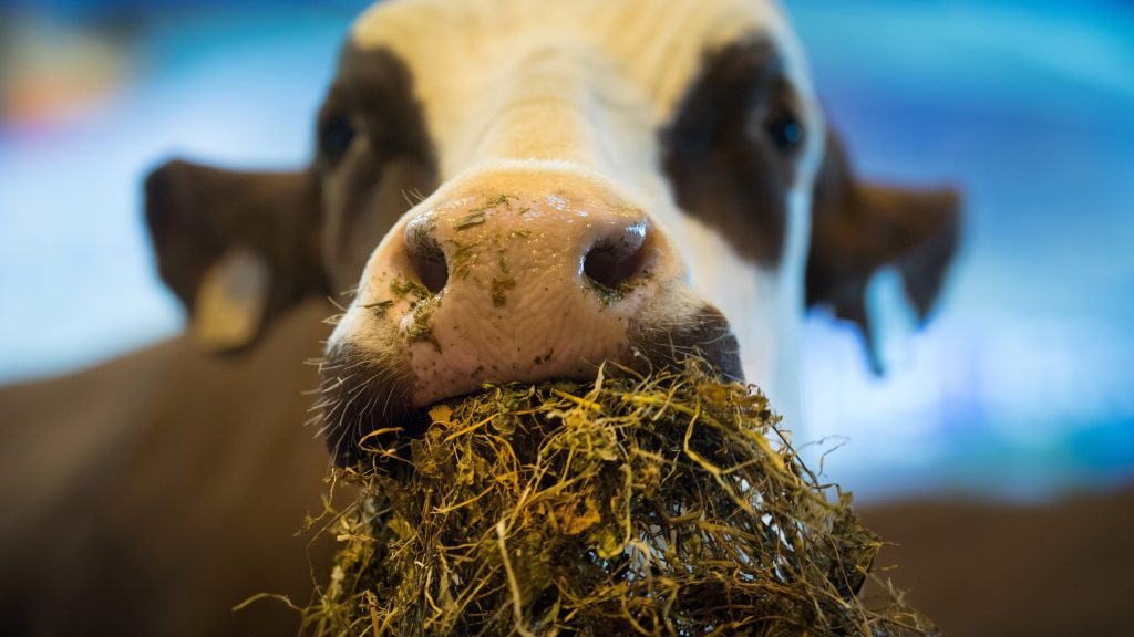 Information: Entre concours de vaches et vieilles voitures de collection, la Foire froide va r&eacute;chauffer la Haute-Savoie